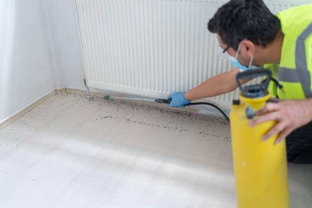 Best Wasp Removal Services  in Stormstown, PA